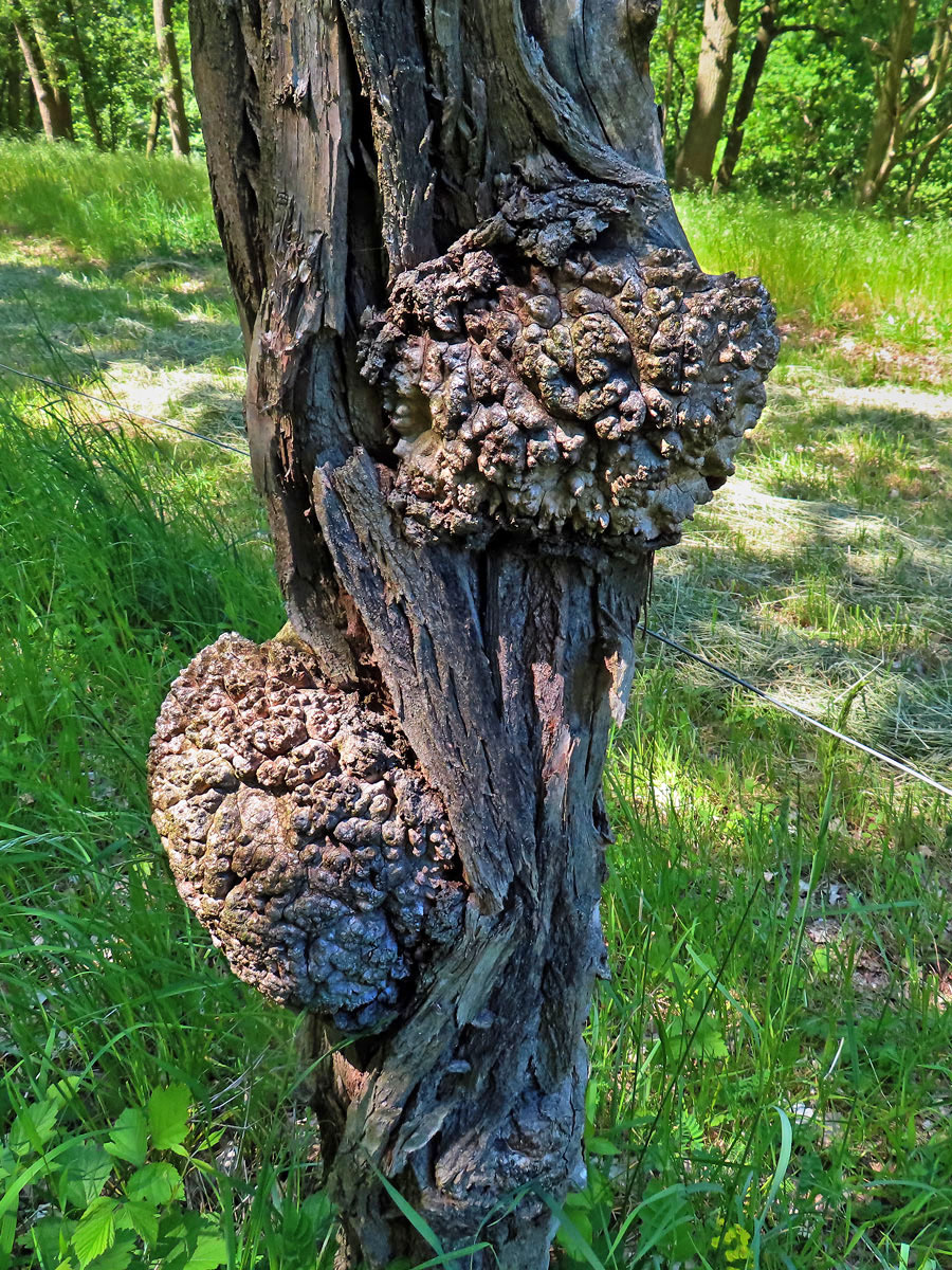 Tumor na akátu (Robinia pseudoacacia L.) (42a)