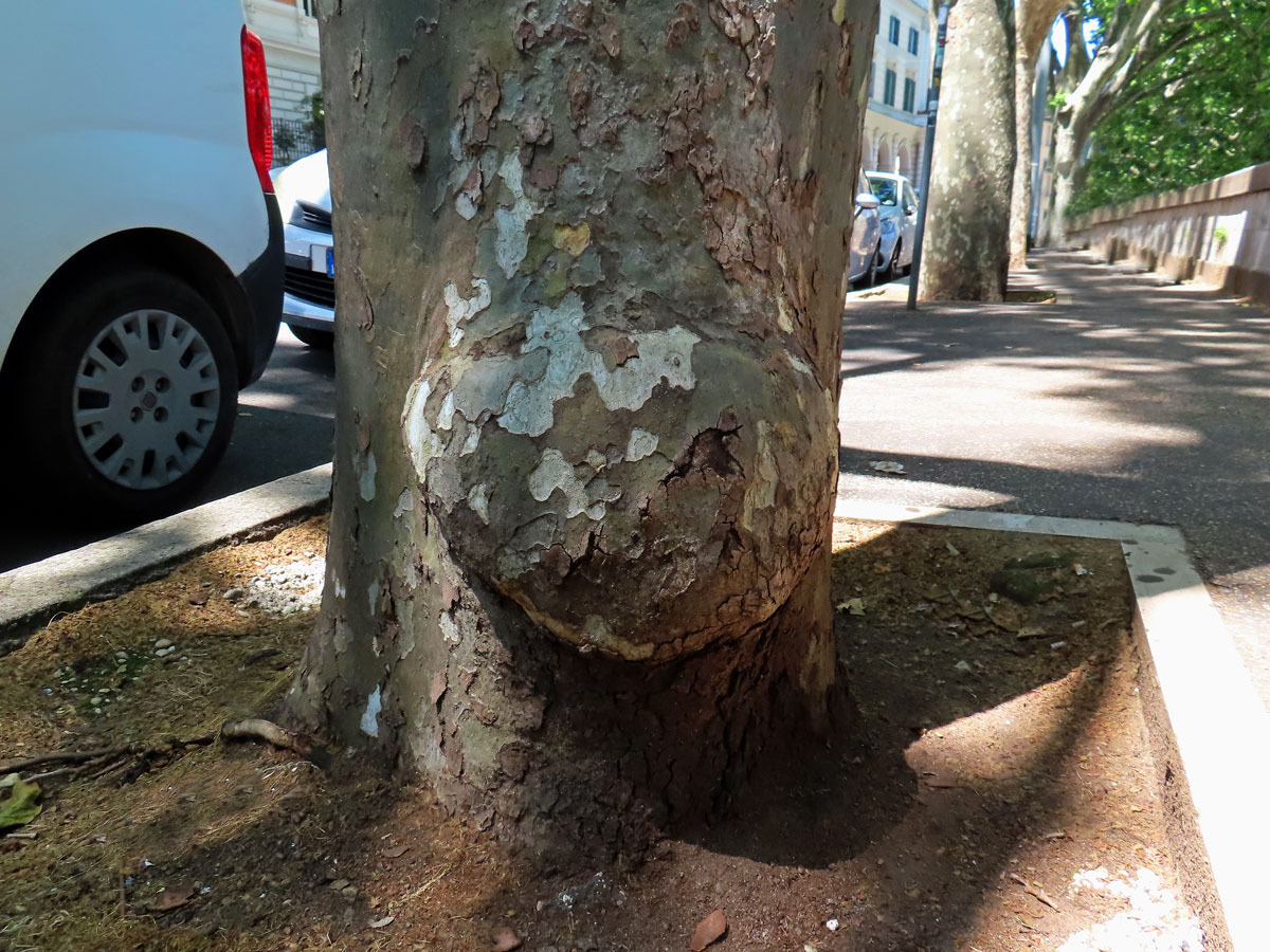 Platan javorolistý (Platanus x hispanica Mill.), nádor na kmeni (14)