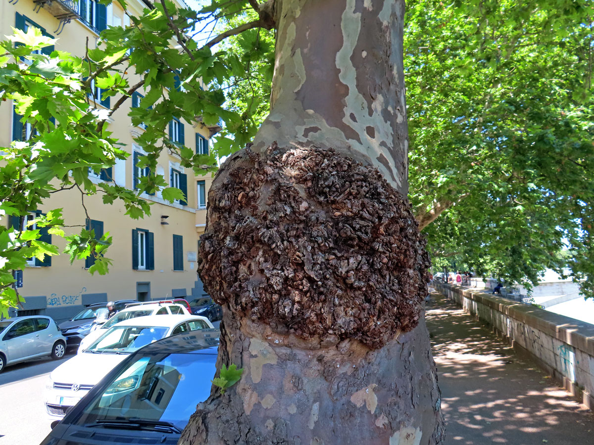 Platan javorolistý (Platanus x hispanica Mill.), nádor na kmeni (16b)