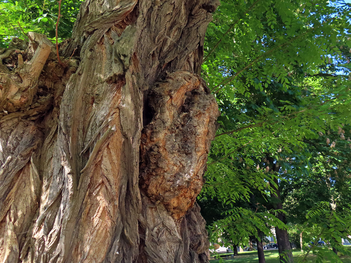 Tumor na akátu (Robinia pseudoacacia L.) (40d)