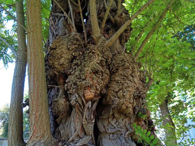 Tumor na akátu (Robinia pseudoacacia L.) (41)