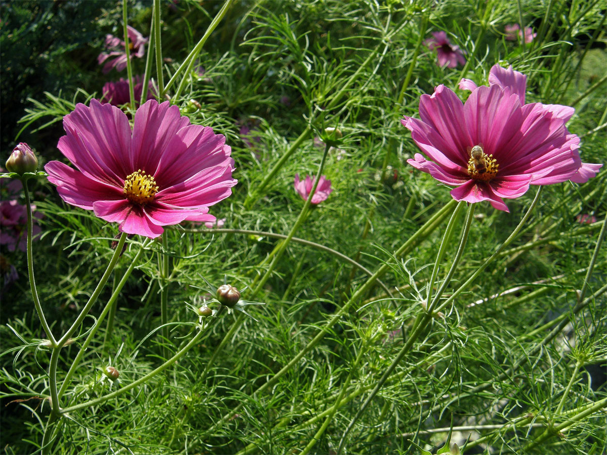 Krásenka zpeřená (Cosmos bipinnatus Cav.)