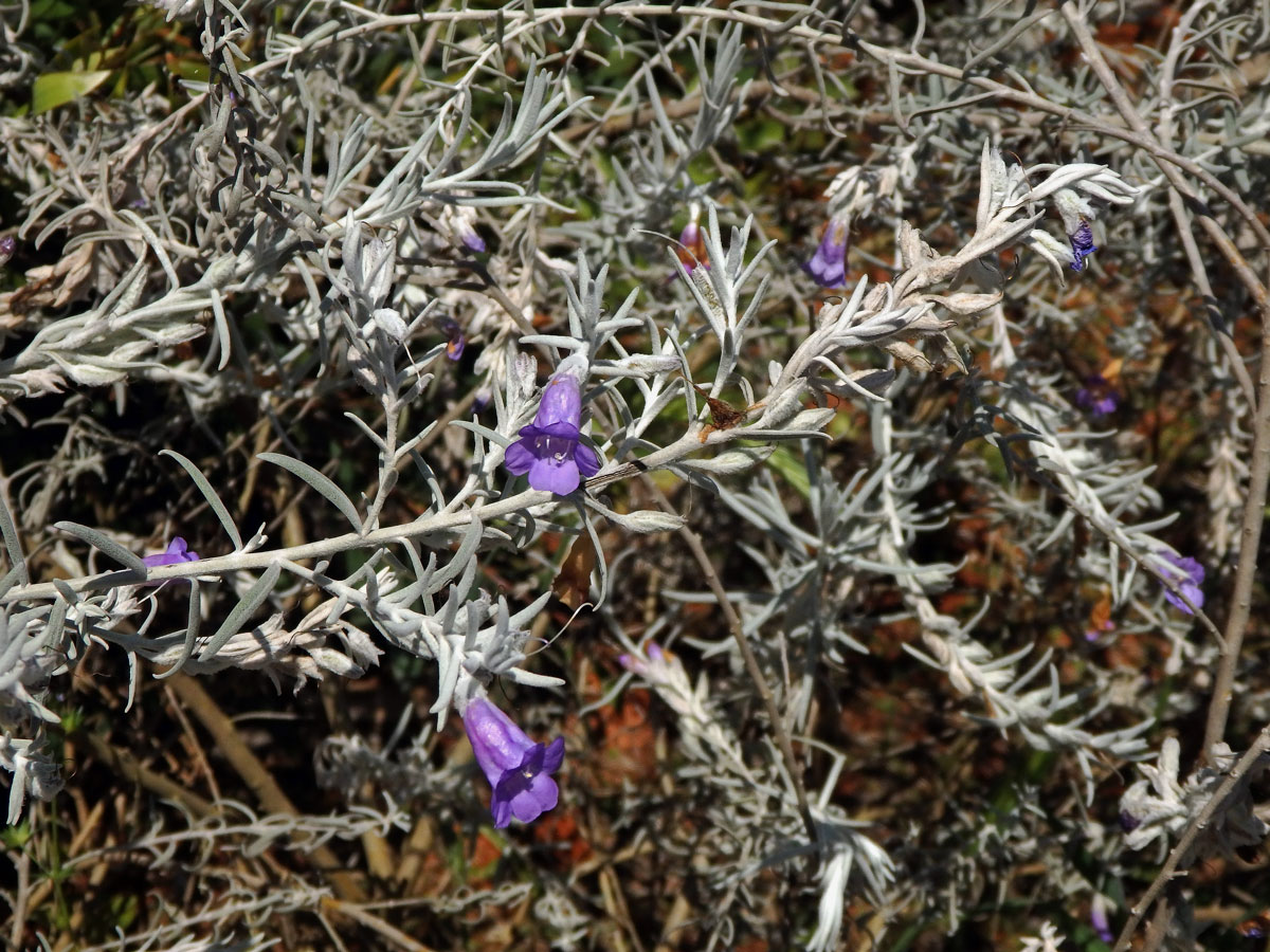 Eremophila nivea Chinnock