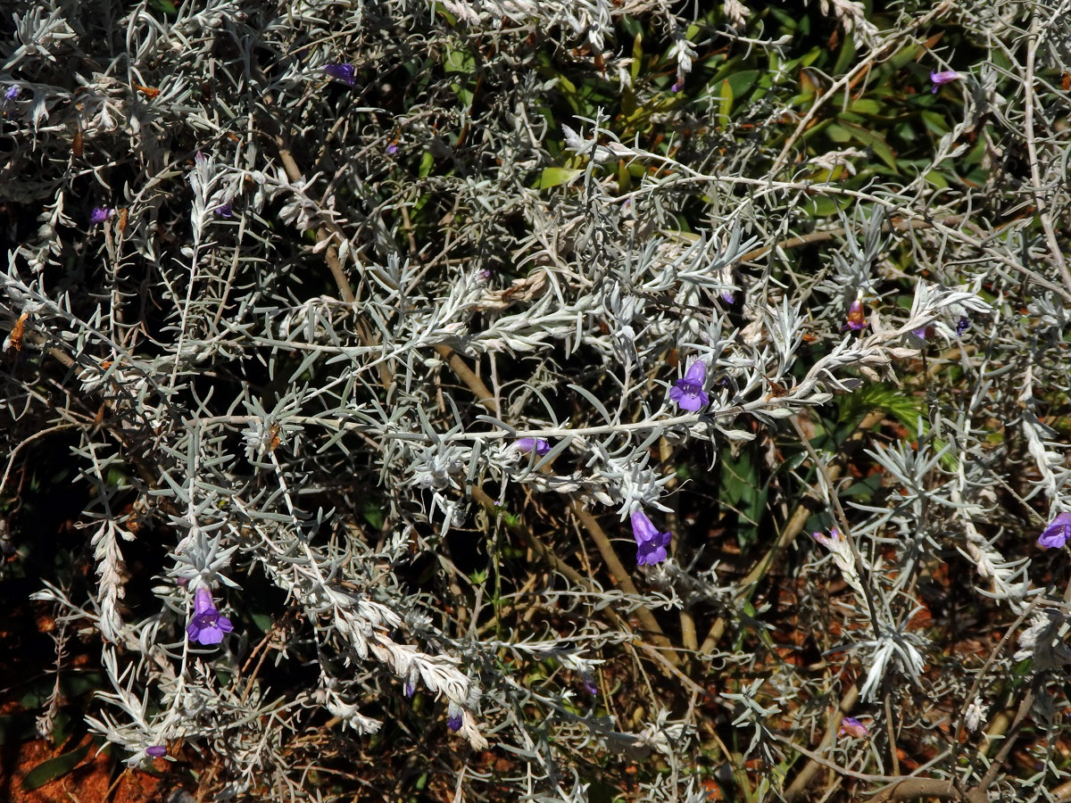 Eremophila nivea Chinnock