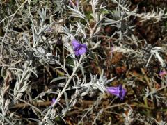 Eremophila nivea Chinnock