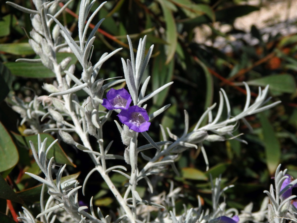 Eremophila nivea Chinnock