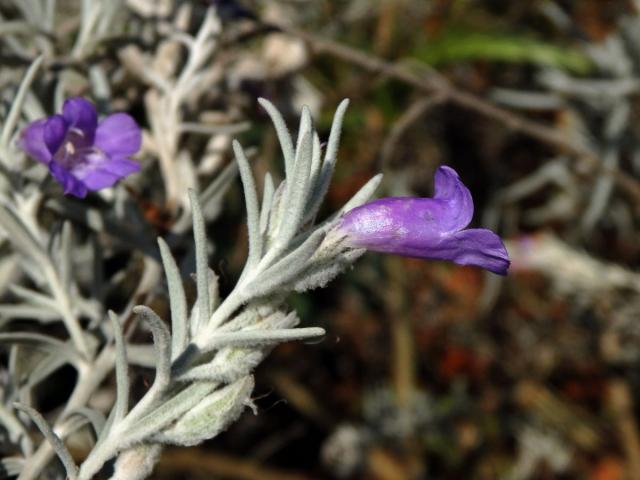 Eremophila nivea Chinnock