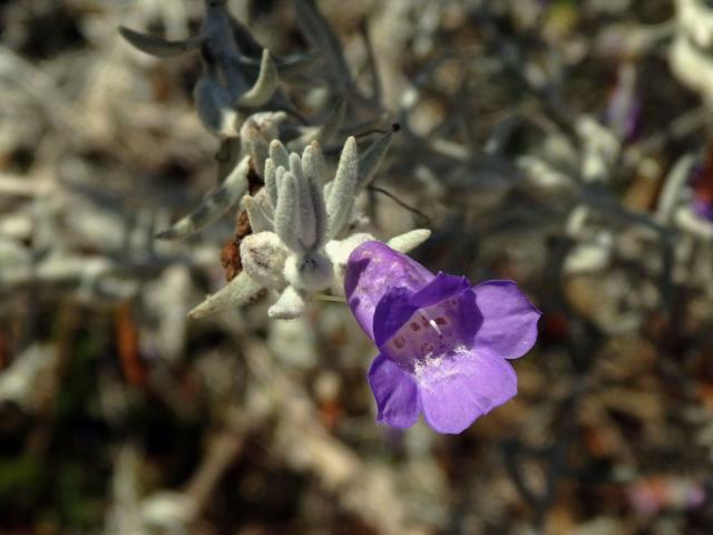 Eremophila nivea Chinnock