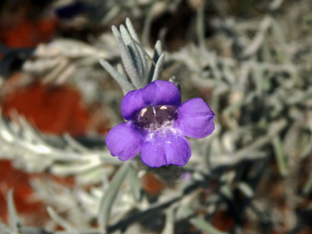 Eremophila nivea Chinnock