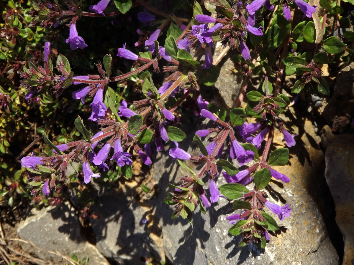 Pamětník alpínský (Acinos alpinus (L.) Moench)