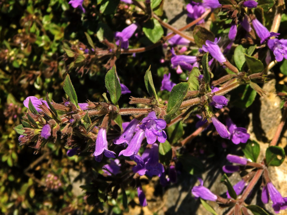 Pamětník alpínský (Acinos alpinus (L.) Moench)