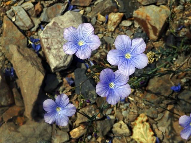 Len narbonský (Linum narbonense L.)