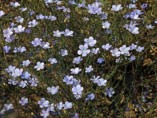 Len narbonský (Linum narbonense L.)