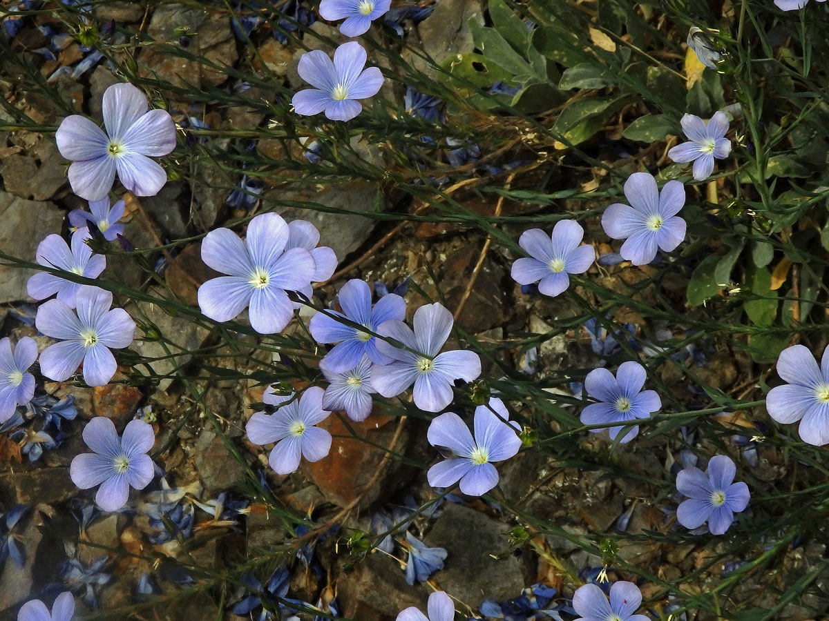 Len narbonský (Linum narbonense L.)