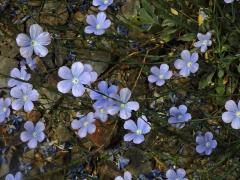 Len narbonský (Linum narbonense L.)