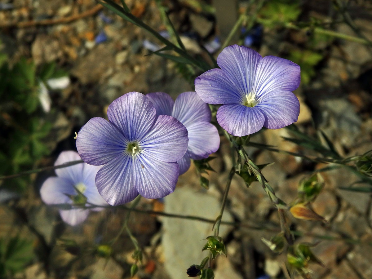 Len narbonský (Linum narbonense L.)