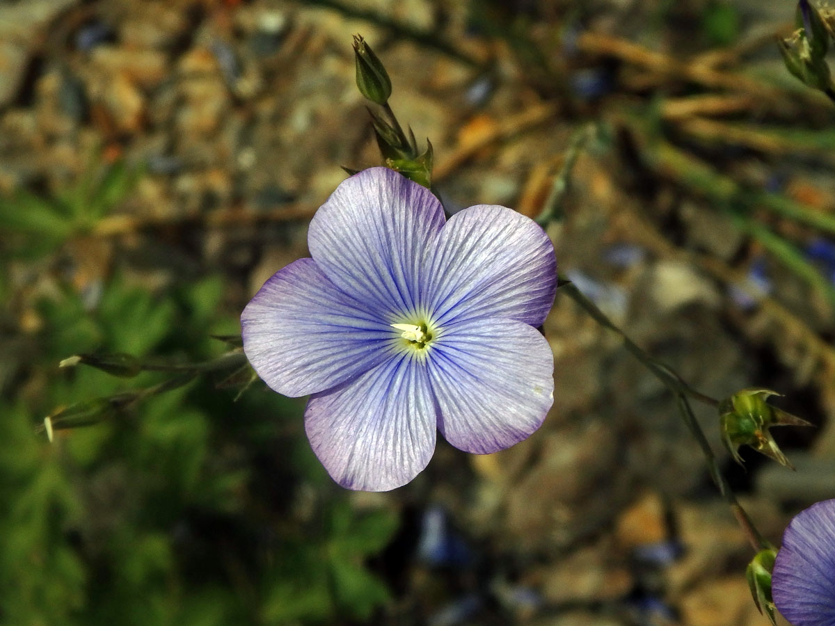 Len narbonský (Linum narbonense L.)