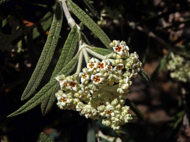 Komule (Buddleja loricata Leeuwenb.)