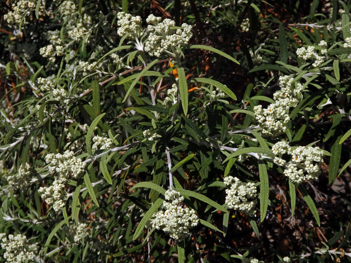 Komule (Buddleja loricata Leeuwenb.)