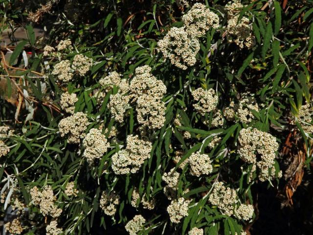 Komule (Buddleja loricata Leeuwenb.)