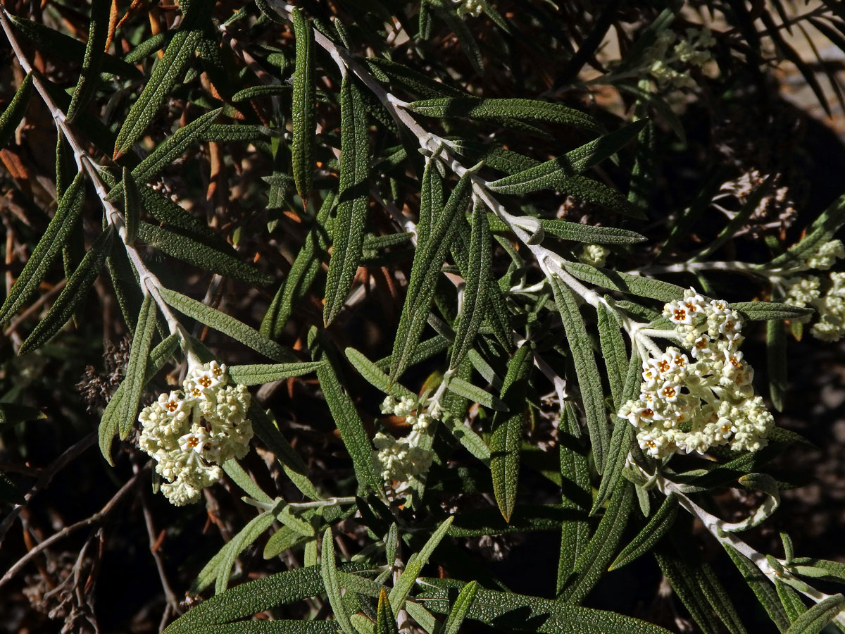 Komule (Buddleja loricata Leeuwenb.)