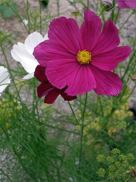 Krásenka zpeřená (Cosmos bipinnatus Cav.)