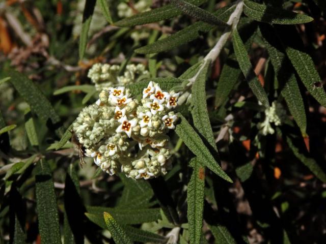 Komule (Buddleja loricata Leeuwenb.)