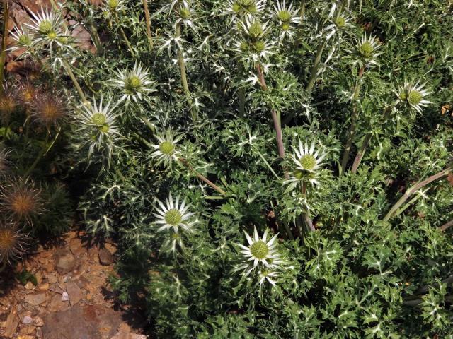 Máčka Bourgatova (Eryngium bourgatii Gouan)