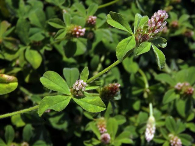 Jetel žíhaný (Trifolium striatum L.)