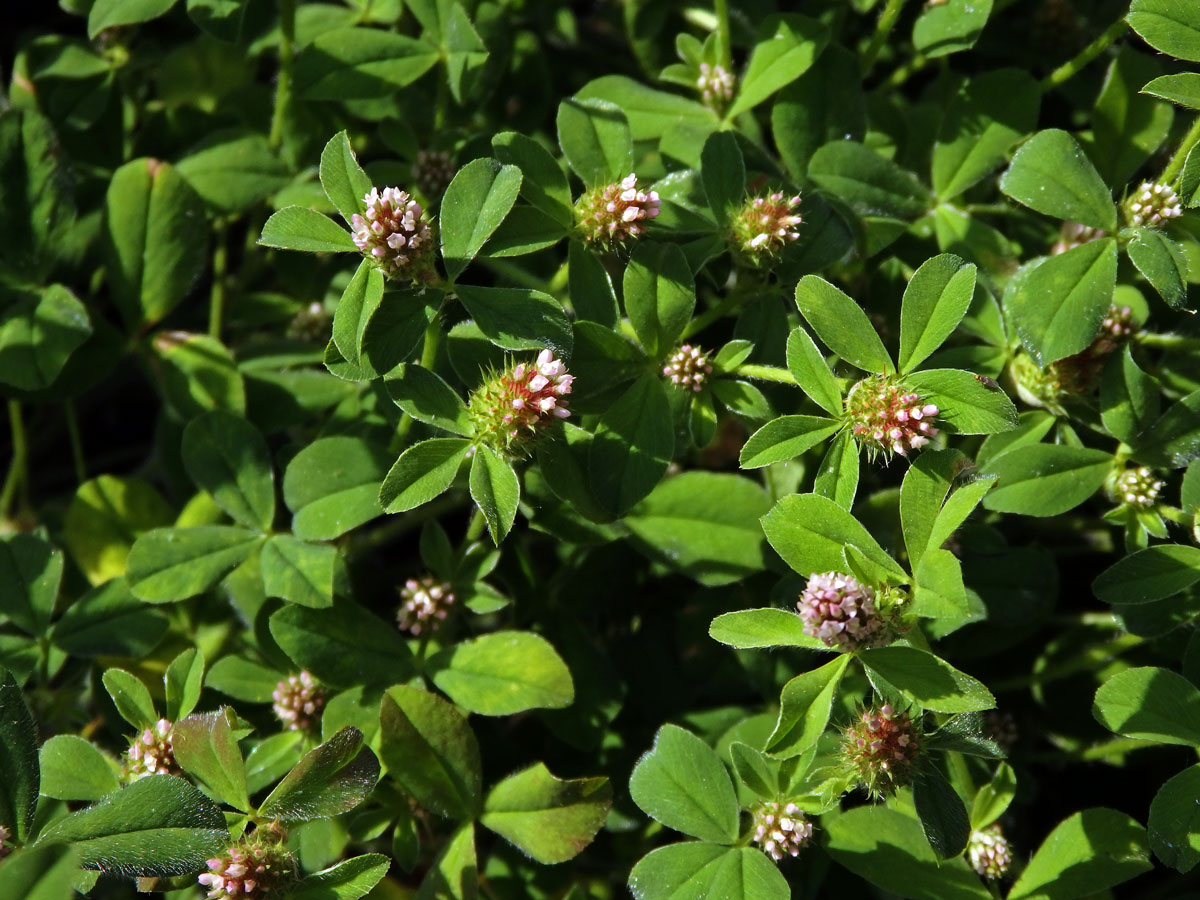 Jetel žíhaný (Trifolium striatum L.)