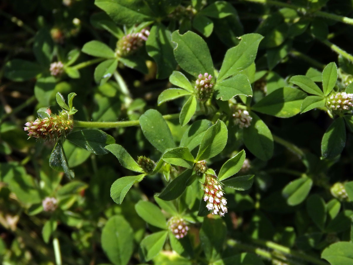 Jetel žíhaný (Trifolium striatum L.)