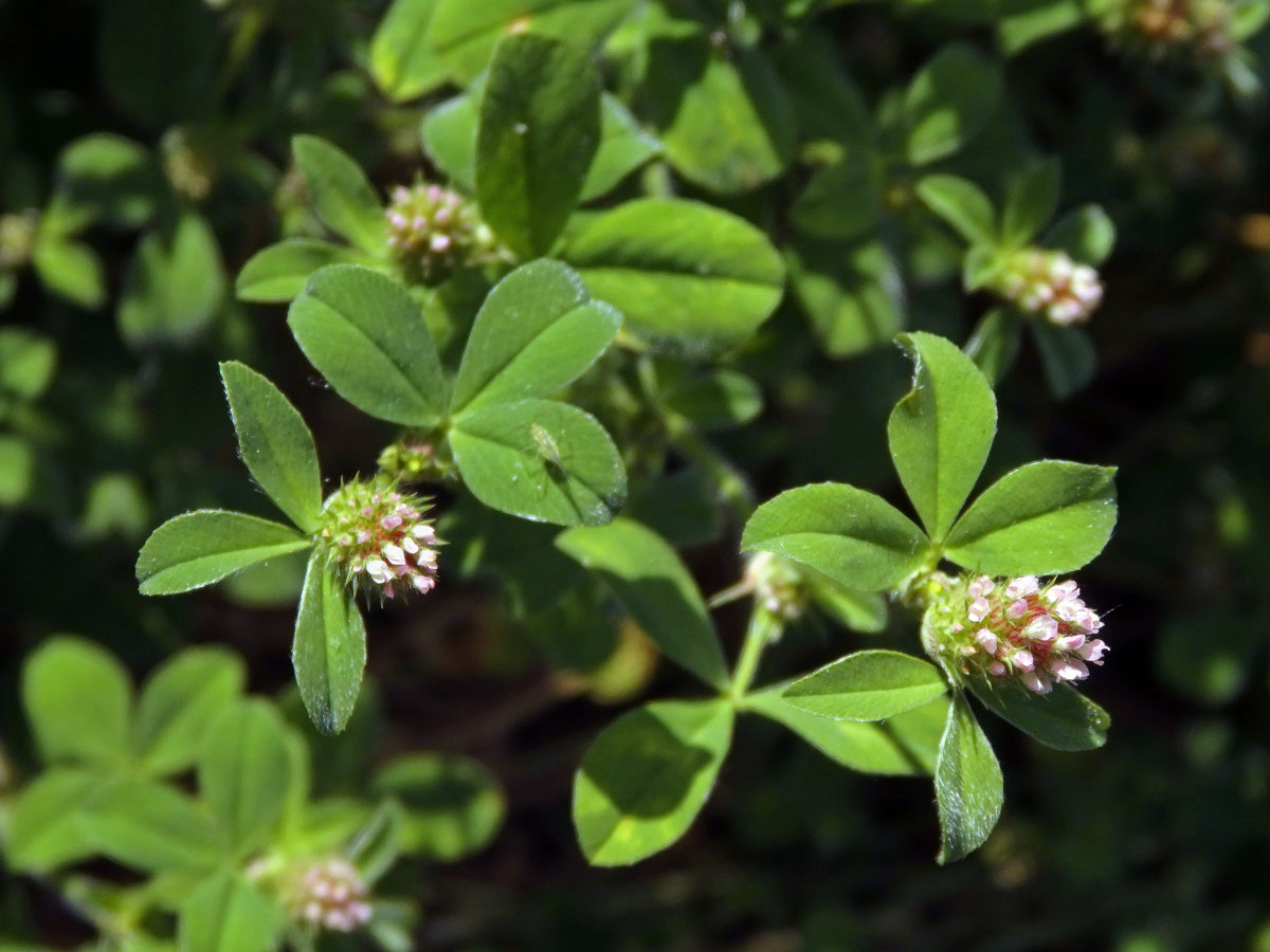 Jetel žíhaný (Trifolium striatum L.)