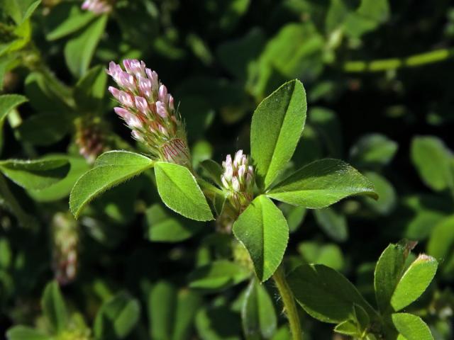 Jetel žíhaný (Trifolium striatum L.)