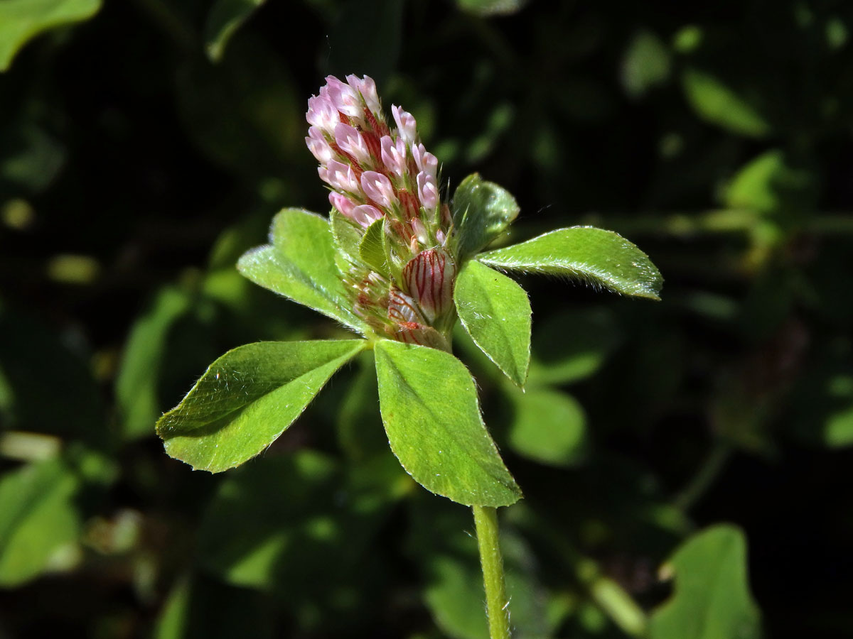 Jetel žíhaný (Trifolium striatum L.)