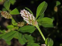 Jetel žíhaný (Trifolium striatum L.)