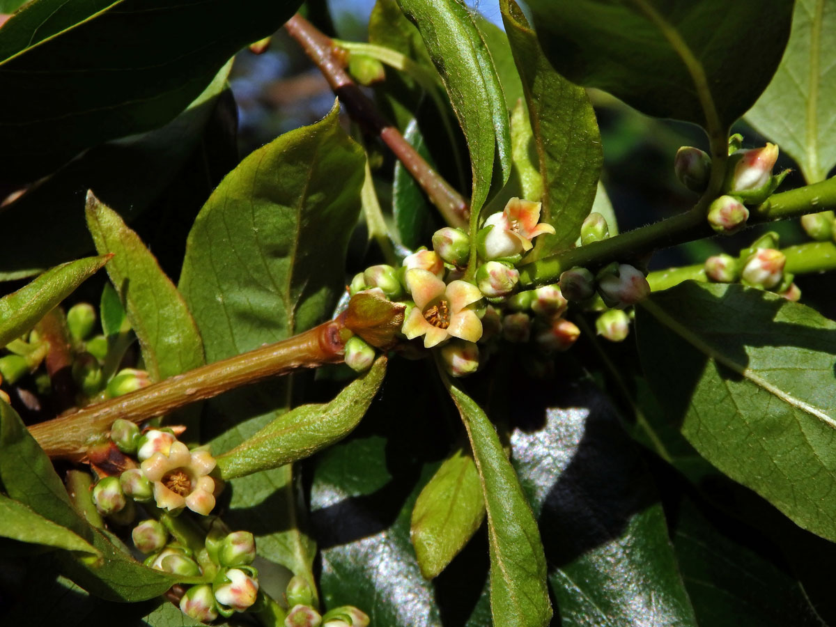 Tomel virginský (Diospyros virginiana L.)