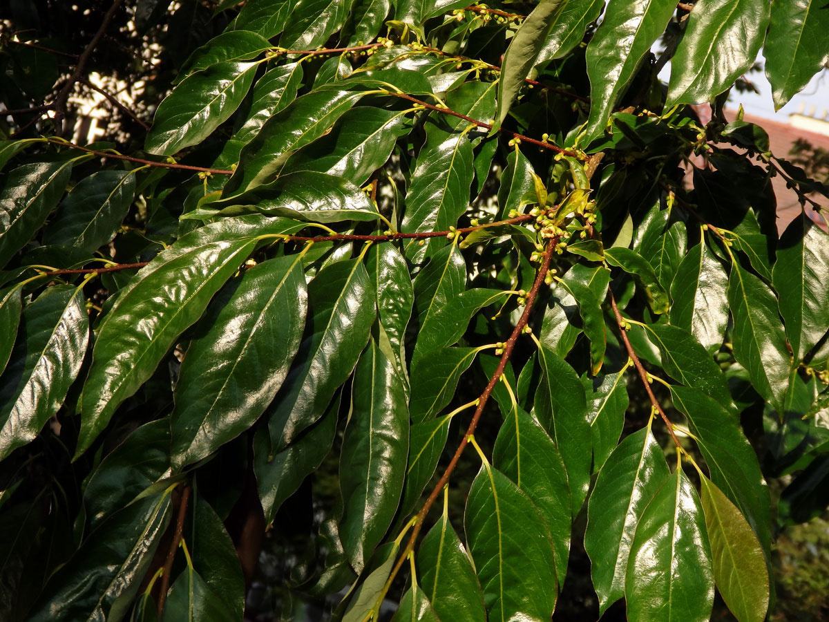 Tomel virginský (Diospyros virginiana L.)