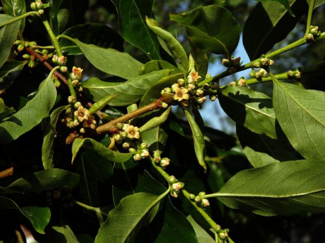 Tomel virginský (Diospyros virginiana L.)