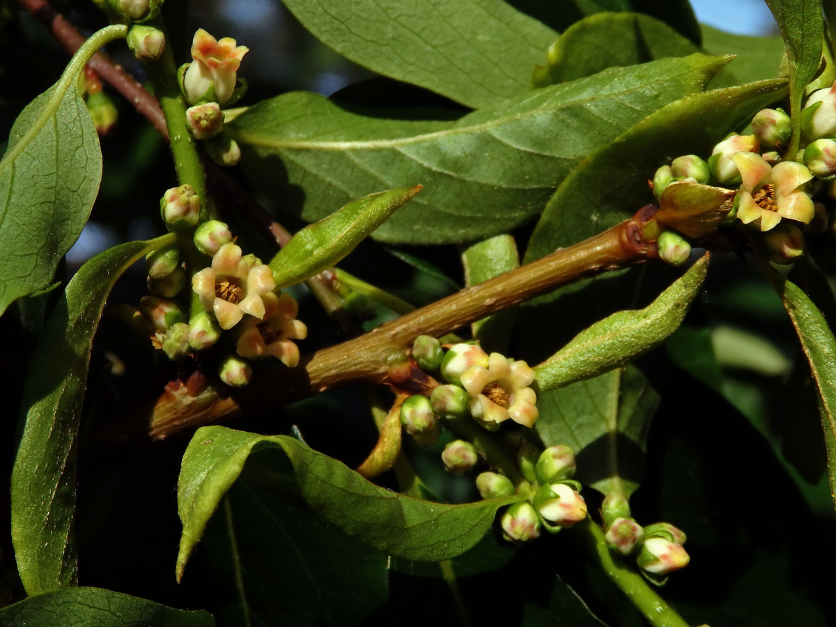 Tomel virginský (Diospyros virginiana L.)