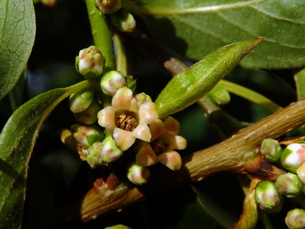 Tomel virginský (Diospyros virginiana L.)