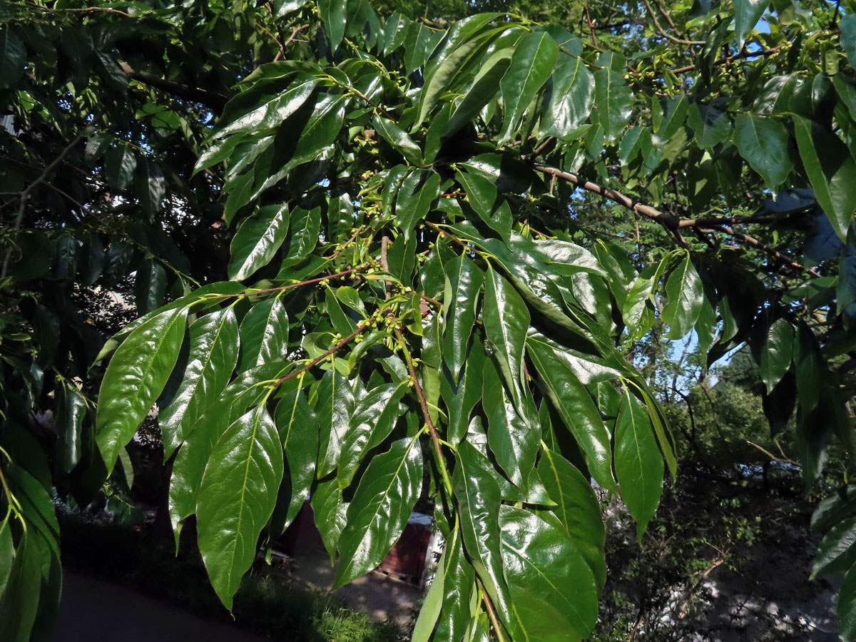 Tomel virginský (Diospyros virginiana L.)