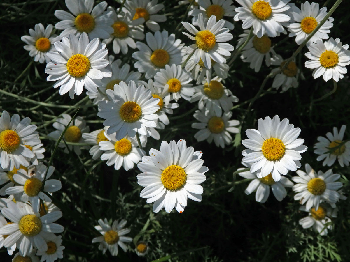 Rmen krétský (Anthemis cretica L.)