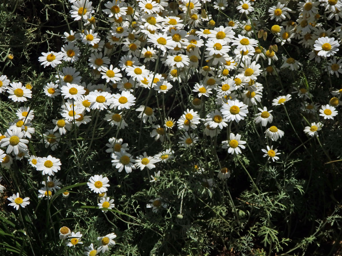 Rmen krétský (Anthemis cretica L.)