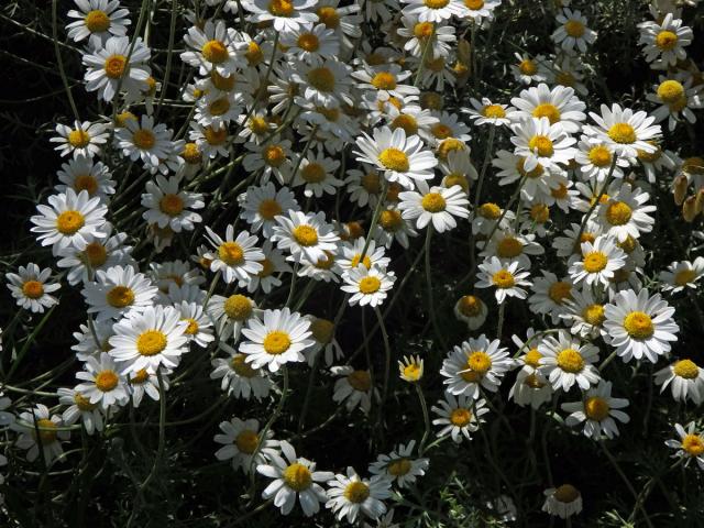 Rmen krétský (Anthemis cretica L.)