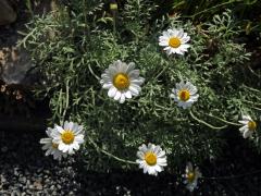 Rmen krétský (Anthemis cretica L.)