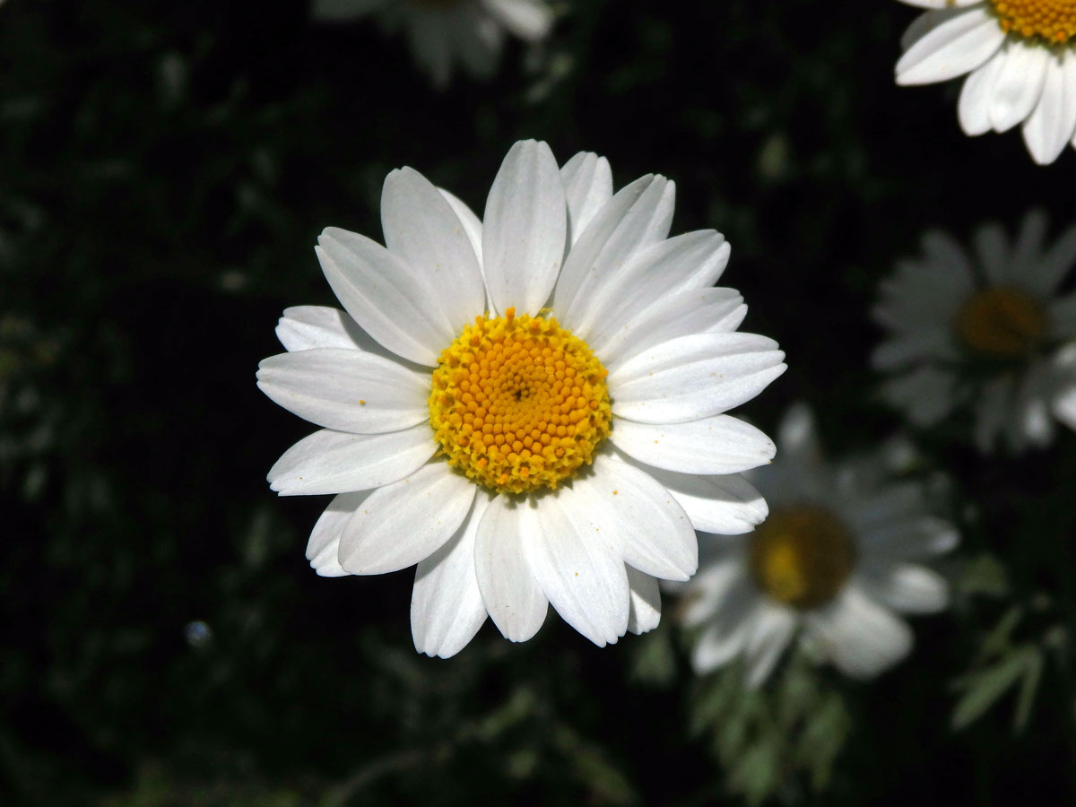 Rmen krétský (Anthemis cretica L.)