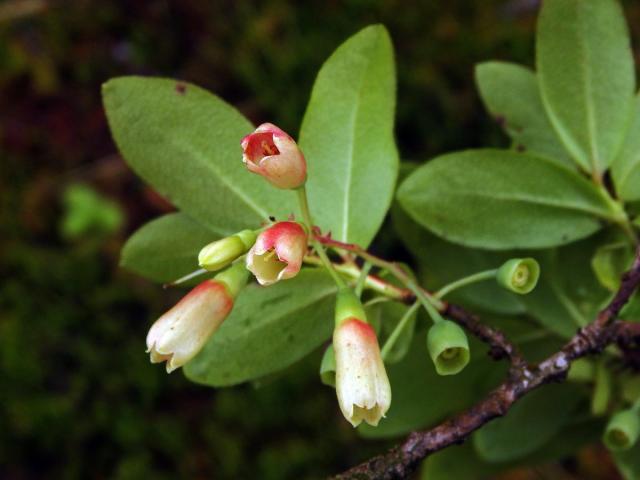 Brusnice (Vaccinium cylindraceum Sm.)