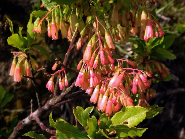 Brusnice (Vaccinium cylindraceum Sm.)