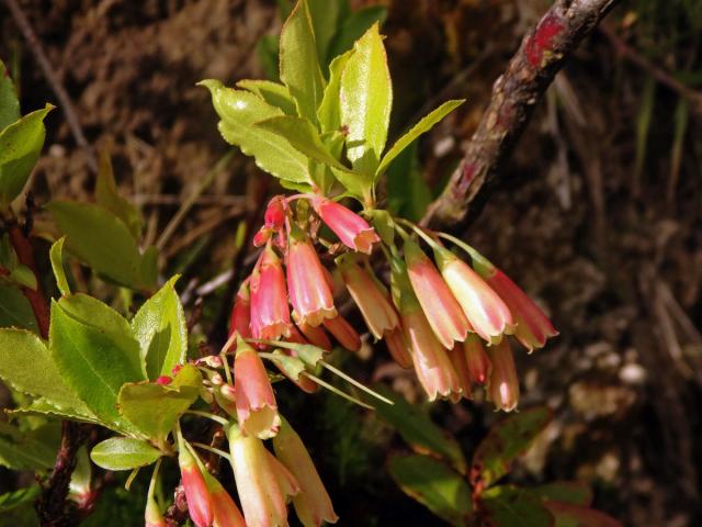 Brusnice (Vaccinium cylindraceum Sm.)