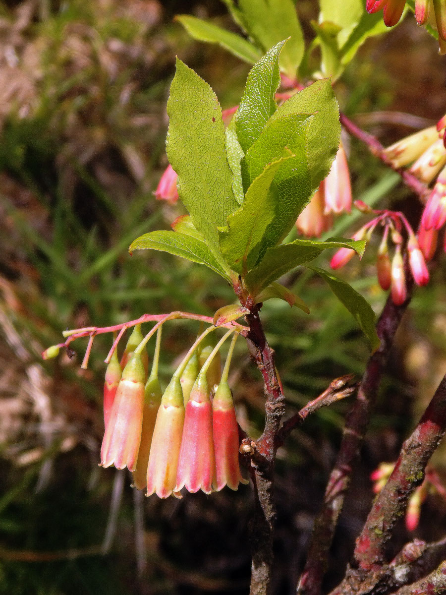 Brusnice (Vaccinium cylindraceum Sm.)